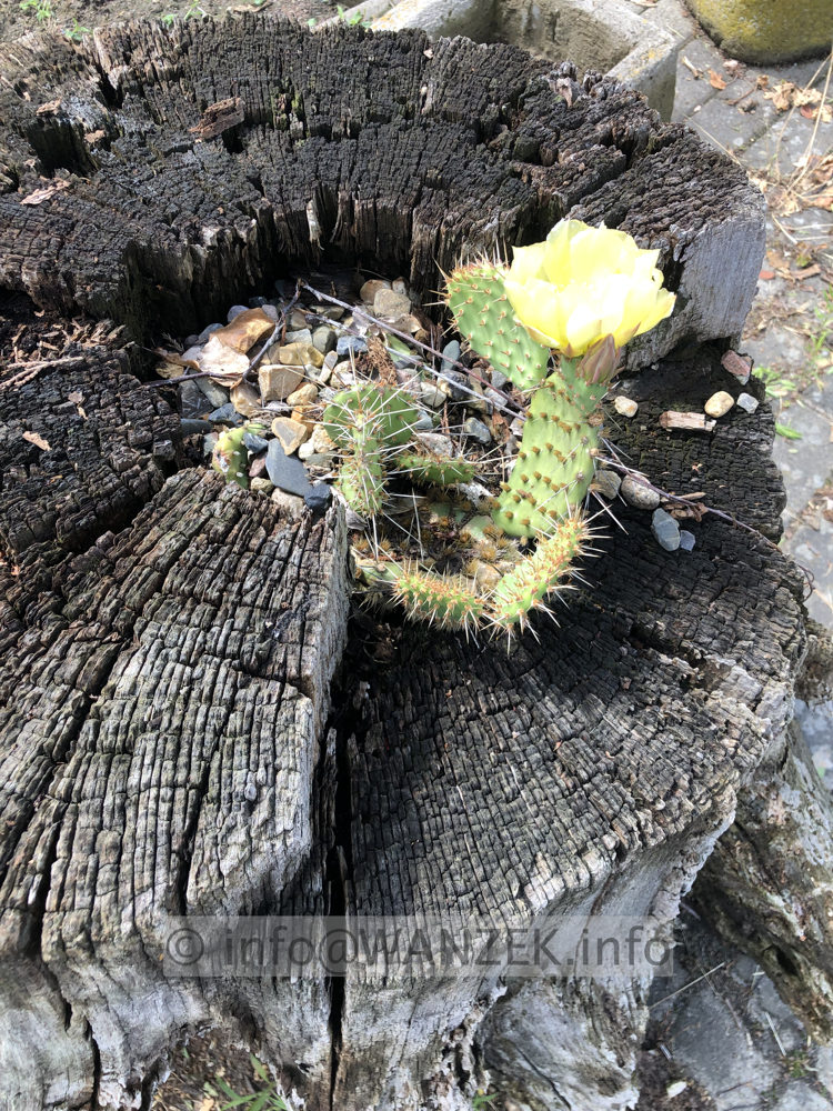 Opuntia hystricina nicholii - Opuntie in Wurzel 01.jpg